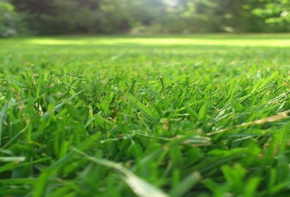 limpiar manchas de aceite en el césped