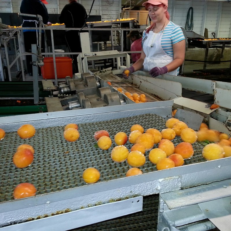 envasadora alimentos