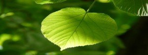 limpieza-profesional-ecologica-y-natural