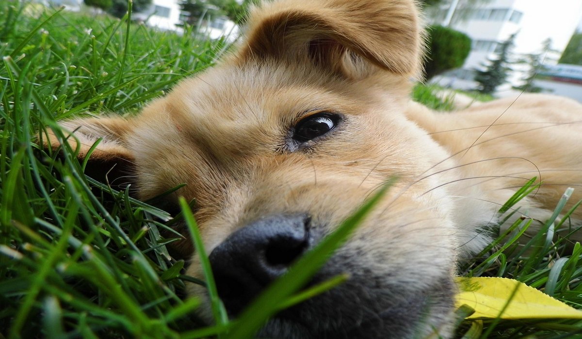 perro en césped