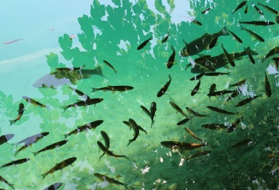 contaminacion-nitrogeno-fosforo