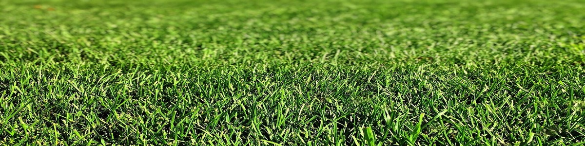 pasto